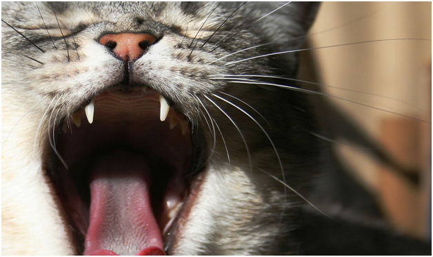 bad-smelling breath in felines