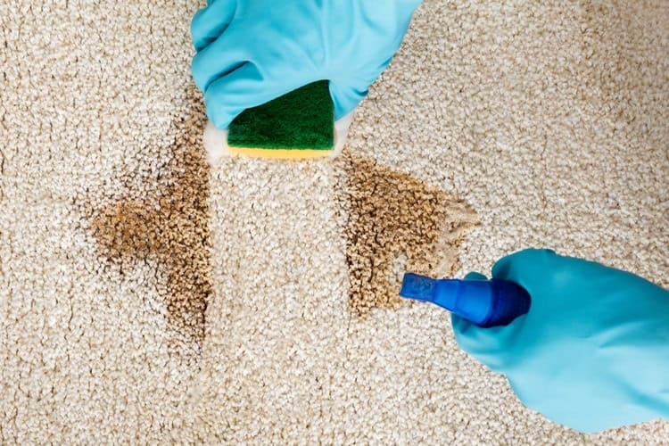 Install perfect hygienic products with Dog urine carpet cleaner Tdog Art=Art of rising pets