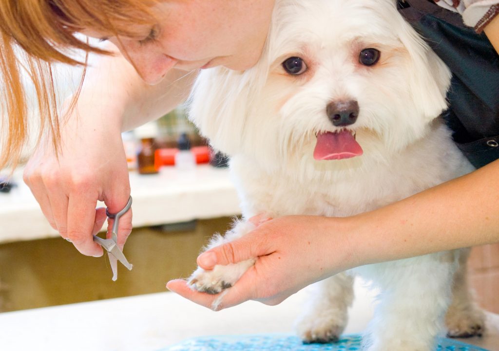 Health benefits of regular pet grooming Tdog Art=Art of rising pets