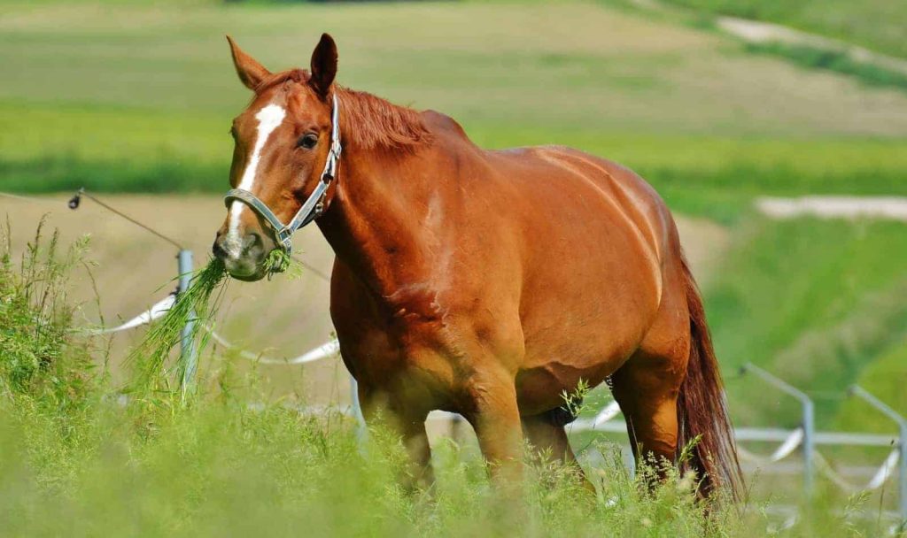 Vitamin D Sources for Horses