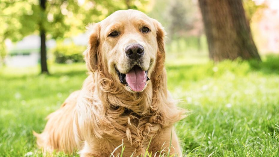 tips to keep your dog healthy