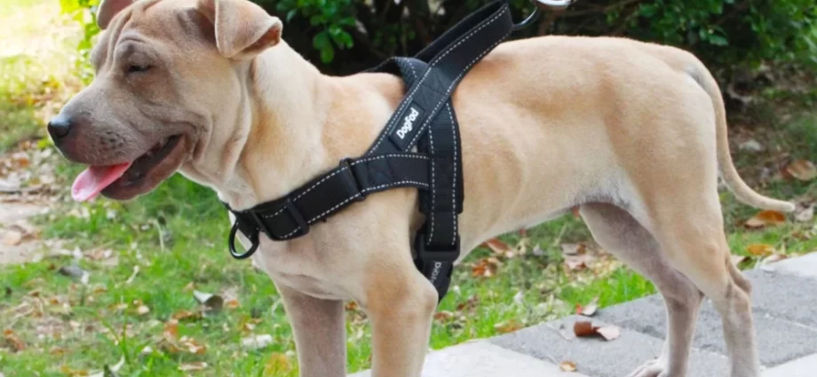 Where To Get The Best Dog Harness In Los Angeles?