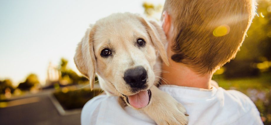 Pet insurance – the benefits