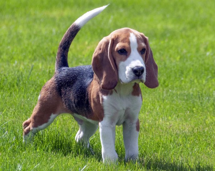 Facts To Know About 2022s Most Expensive Dog Breeds