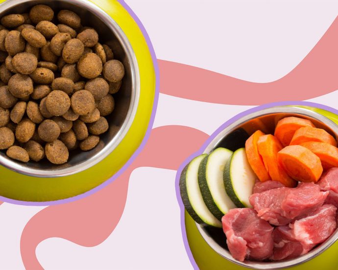 Does giving them homemade dog food make them healthy?