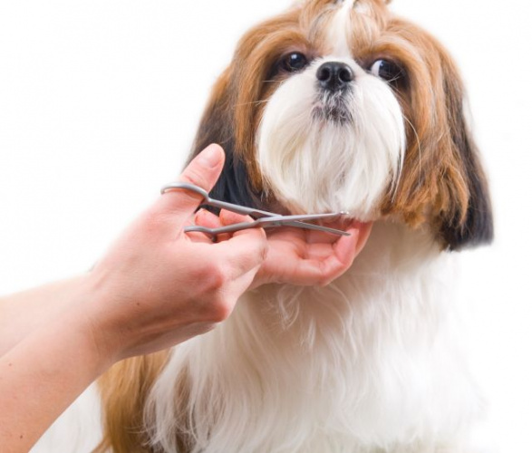 regular dog grooming
